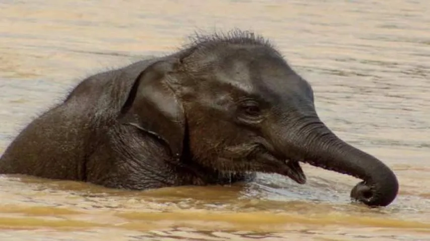 Elephant Calf With ‘Wound Mark’ Found Dead In Odisha
