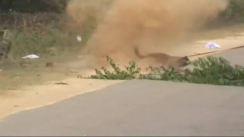 Dog injured in IED blast to be sent to Chennai for treatment