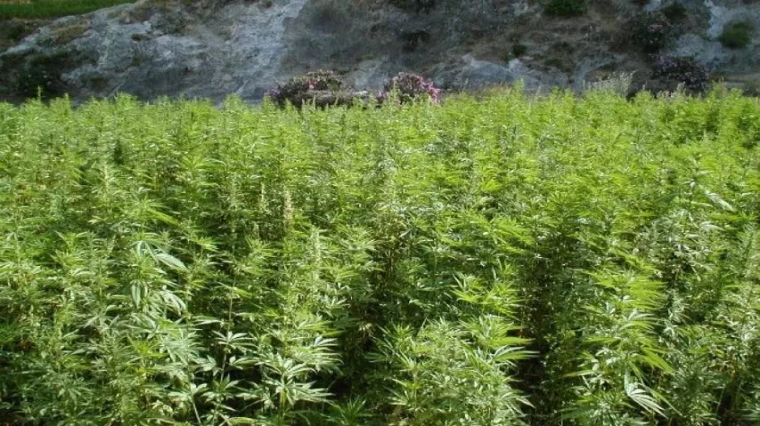 Cannabis grown on 4,407 acres in Odisha destroyed