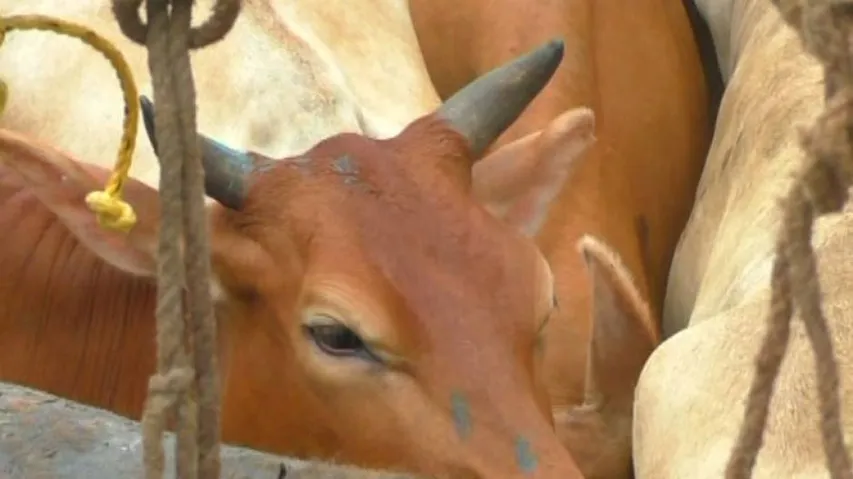 Rampant Cattle Trafficking Through Odisha Borders Raises Concerns, Calls For Govt Attention