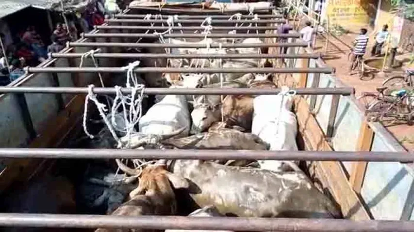 Opposition Raps Odisha Govt Over Reports On Illegal Cattle Transportation