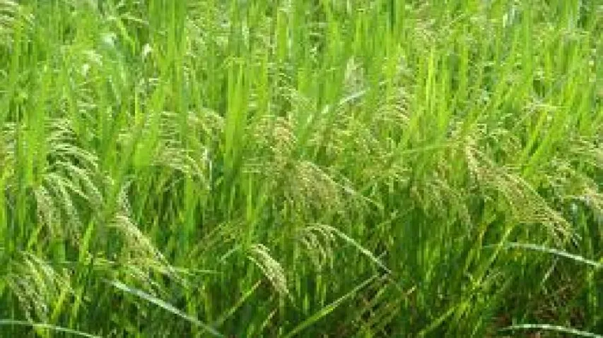 New tools to breed 'anti-flood' cereal crops