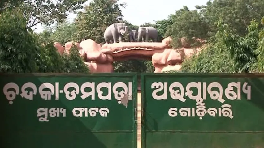 Census claims only one elephant left in Chandaka; Odisha officials deny