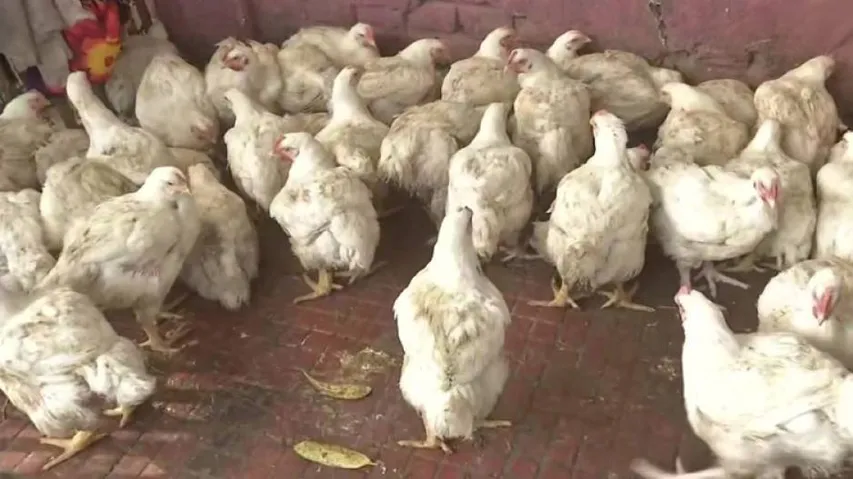 Bird Flu Scare: Chicken Sales Dip By 50-75% In Bihar