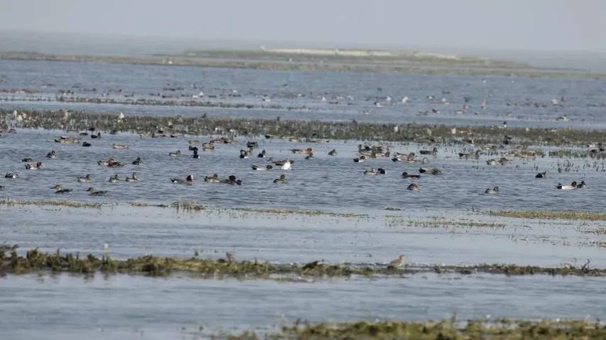 Helicopter flying over Chilika: CDA authorities file FIR