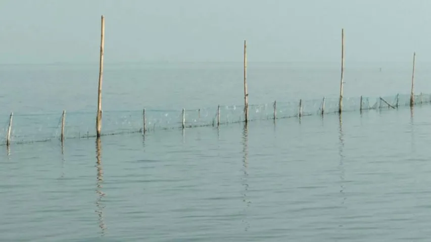 Column: For Chilika To Survive Prawn Culture Must End