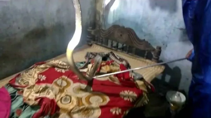 Creepy! Odisha Family Shocked After Finding Venomous Cobra On Bed
