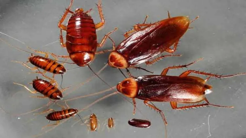 Cockroaches Found Living Inside Chinese Man's Ear