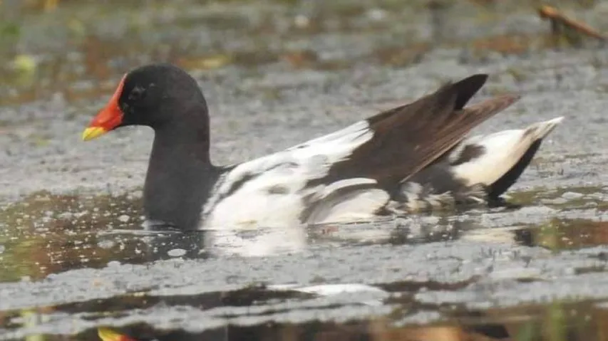Odisha: Rare Bird Sighted At Mangalajodi Wetland; Identified As Common Moorhen