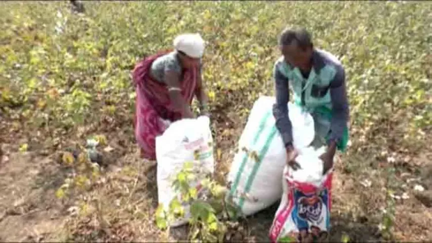 Cotton farmers a distressed lot in Kalahandi