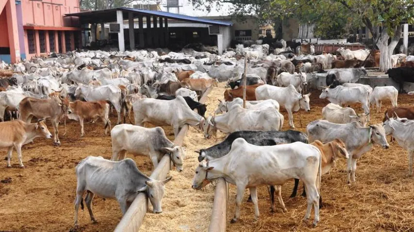 Here's why India donated 200 cows to Rwanda
