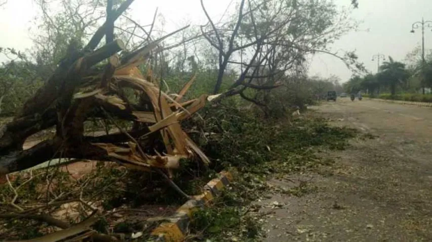 Bhubaneswar loses over one million trees in Cyclone Fani