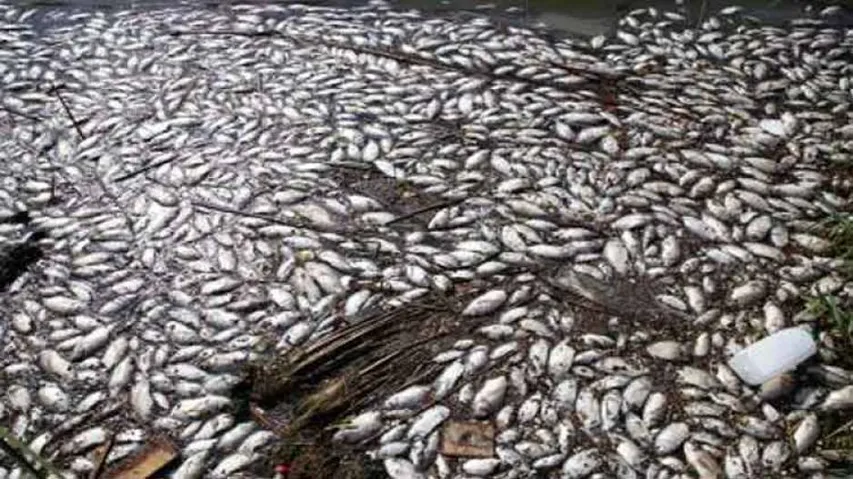 Thousands Of Fish Die Due To Lack Of Oxygen In Ranchi