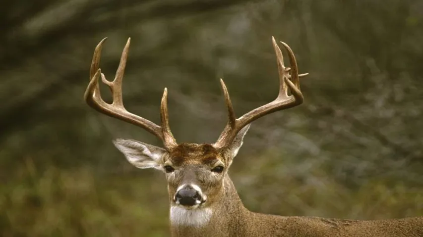 Deer hide, antlers and venison seized from near Bhitarkanika
