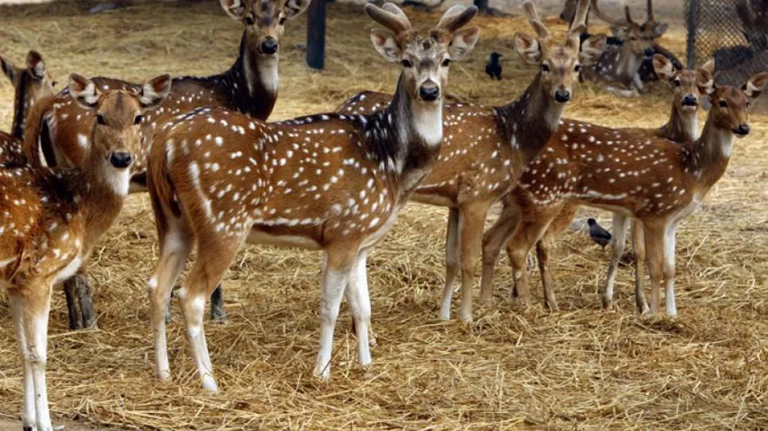 One Of World's Biggest Zoos To Come Up In Gujarat