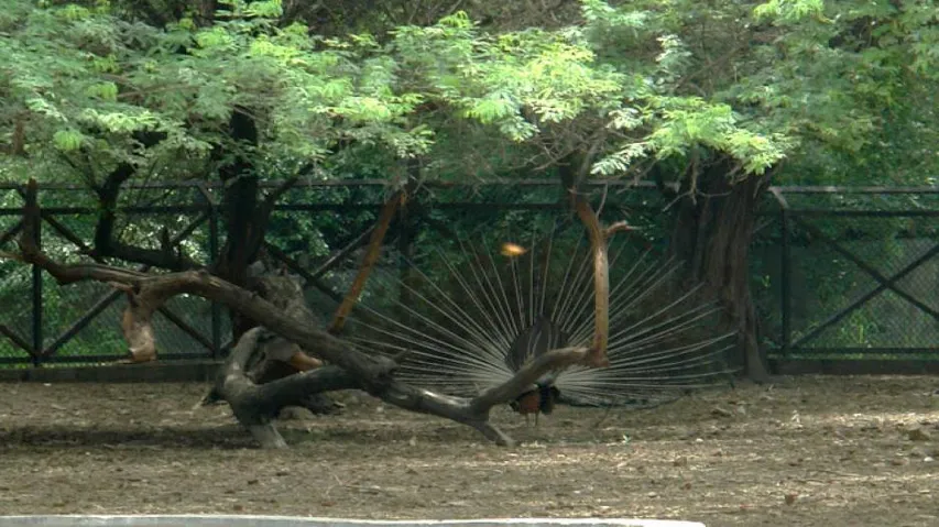 Delhi zoo begins National Wildlife Week celebrations