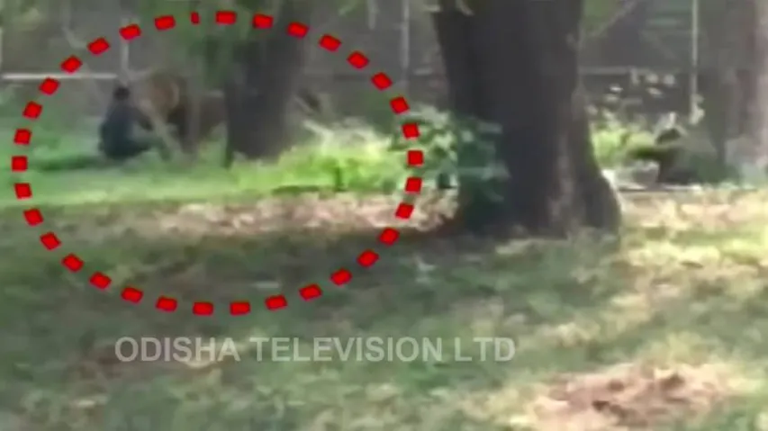 'Mentally disturbed' man jumps in lion's enclosure at Delhi zoo