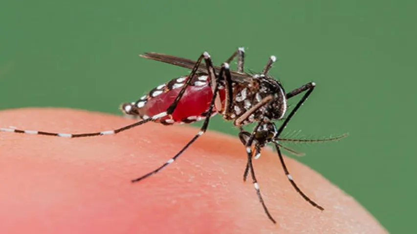Aedes Mosquito