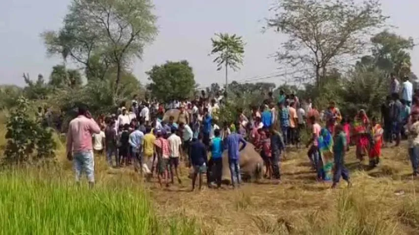 Elephant Found Dead In Odisha's Tarsingi Forest Range