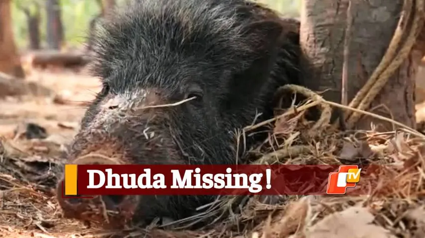 Odisha: Pet Wild Boar Dhuda Goes Missing Again