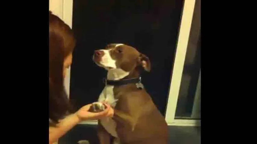 Video Of This Dog 'Fainting' To Avoid Nail Trimming Is Rib-Tickling!