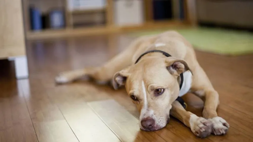 How To Find If Your Dog Is Suffering From Cardiac Problems?