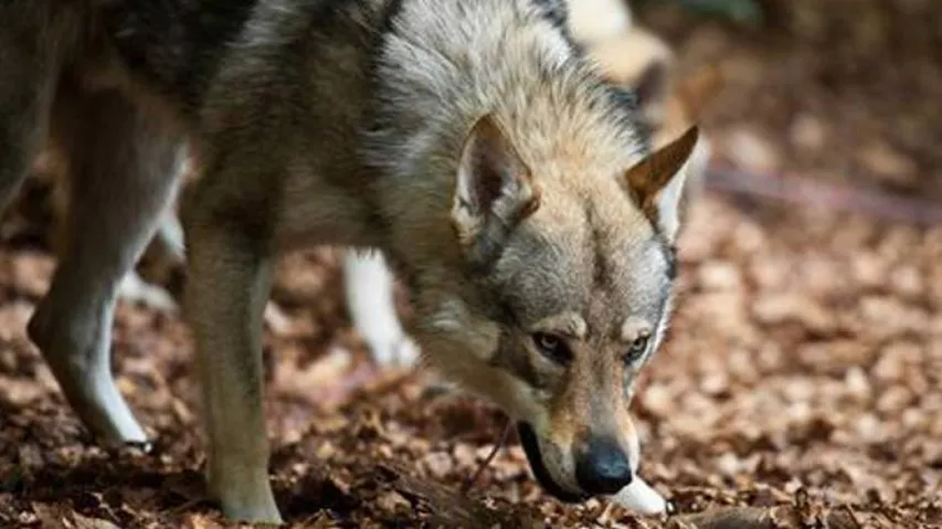 Scientists Trace Genetic Legacy Of Modern Dogs To Ice Age Canines