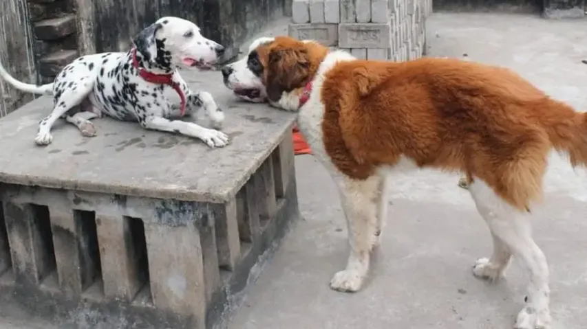 Dogs