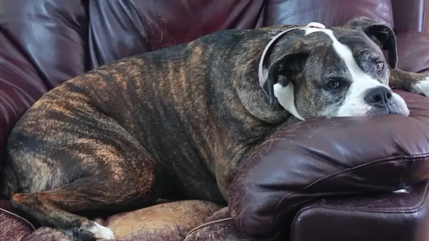 Depression in Dogs
