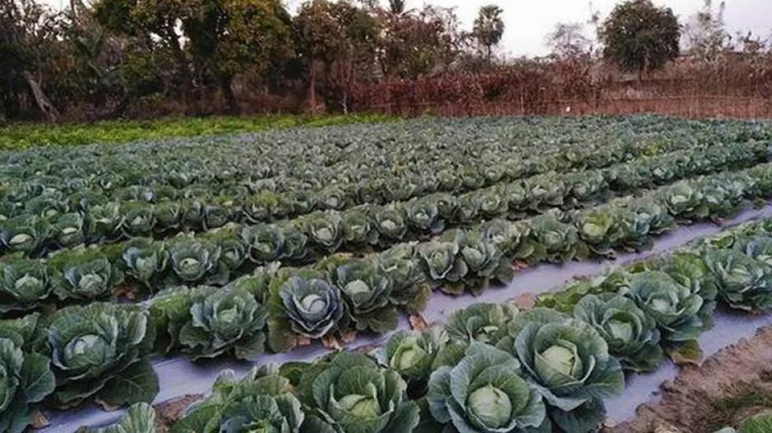 Odisha Must Make Its Farm Ecosystem Vibrant Instead Of Romanticising Poverty