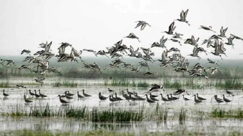 Annual Bird Census Begins In Odisha