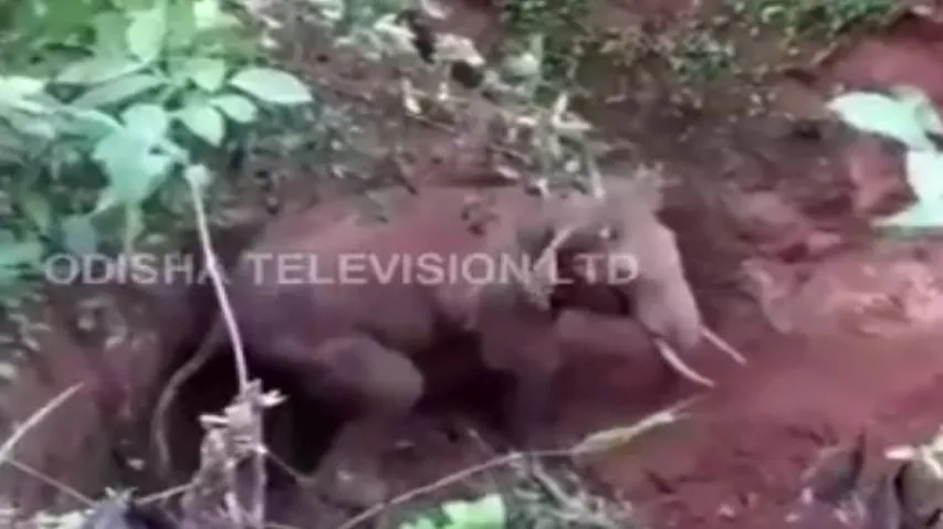 Baby elephant rescued from a ditch in Rairakhol