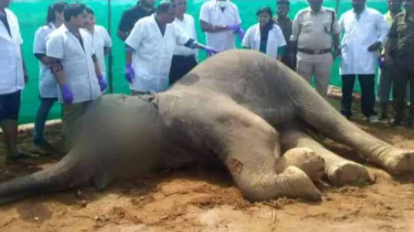 Odisha Elephant Deaths: Herpes Confirmed In Another Jumbo Death