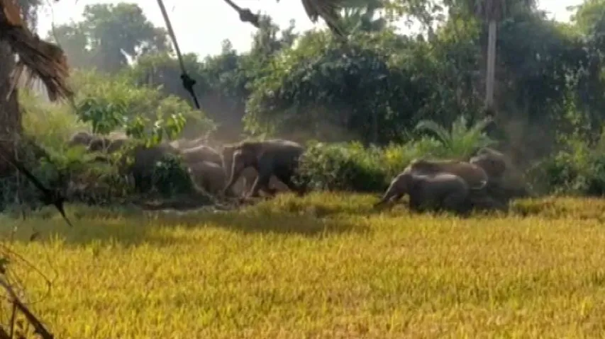 Odisha: Elephant Herd Wreaks Havoc, Sleepless Villagers Allege Official Apathy