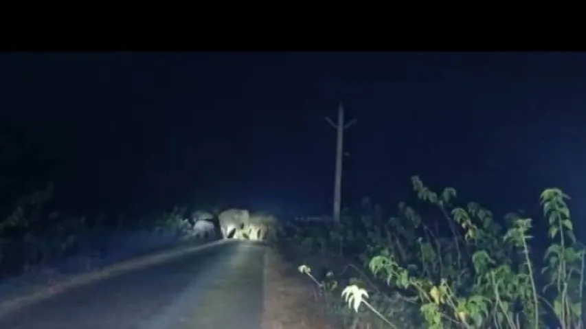 Jumbos From Jharkhand Wreak Havoc In Odisha's Nilagiri
