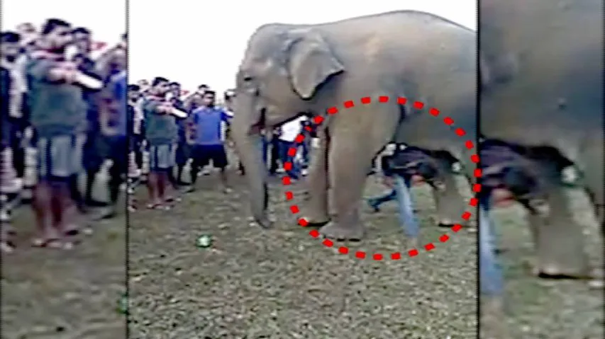 Youth dares elephant, runs through its legs!