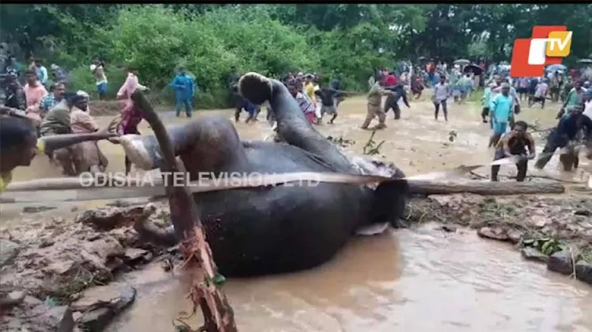 Forest, Fire Personnel With Locals Rescue Elephant From Deep Dug Well