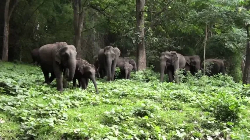 Elephant count begins in Odisha