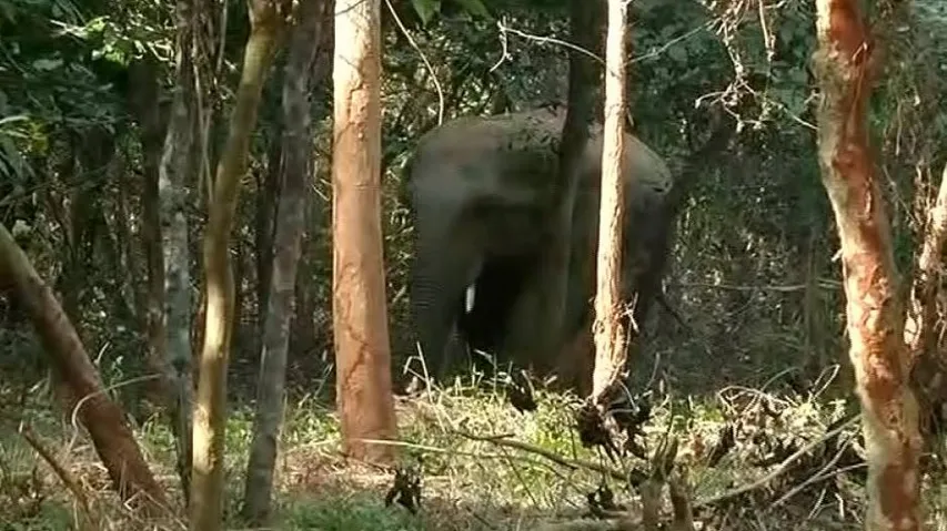 Tusker strays into OUAT farm in Bhubaneswar