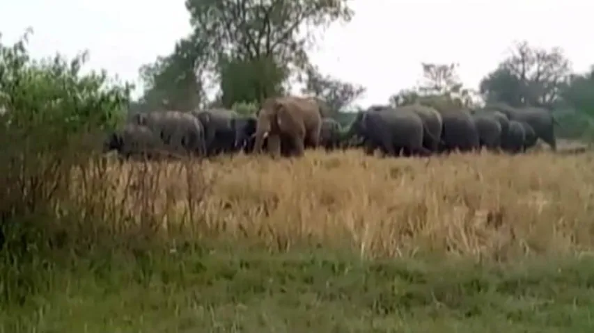 Elephants unleash extensive damage in Dhenkanal; 3 injured