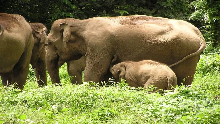 Odisha records marginal increase in elephant population