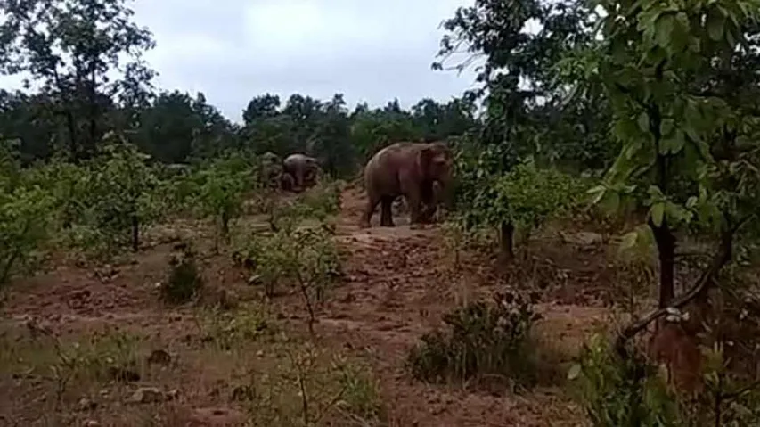 Elephant Carcass Found In Odisha, Death Due To Electrocution Suspected