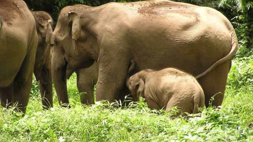 Couple trampled to death by elephants in Dhenkanal