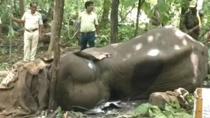 Elephant