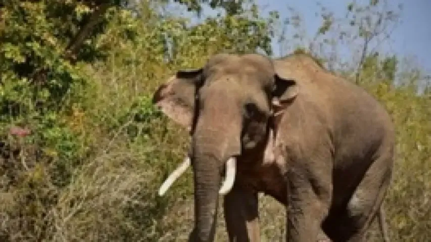 Tusker electrocuted in Odisha’s Deogarh: second death in a week raises concern