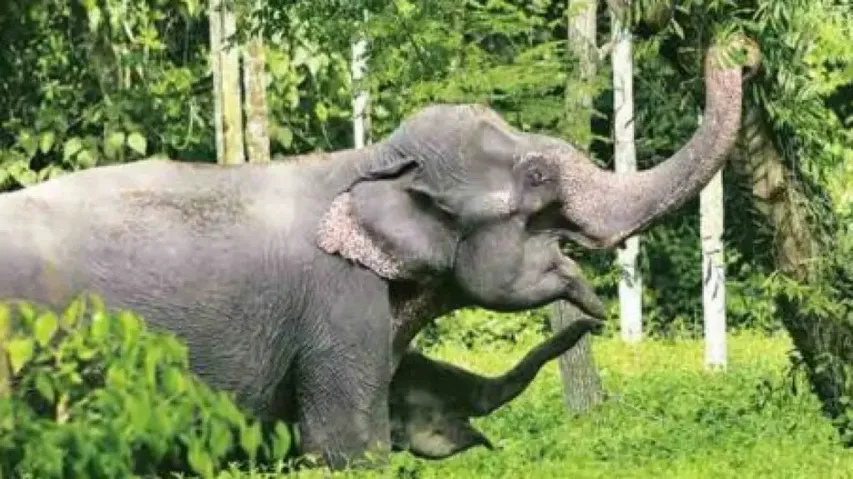 Elephant 
