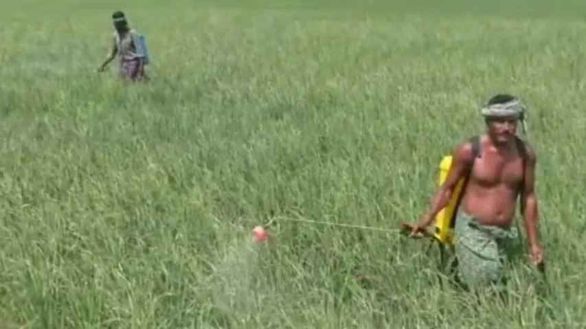 Odisha: Pest Surge Poses Threat To Paddy Crop In Kendrapara