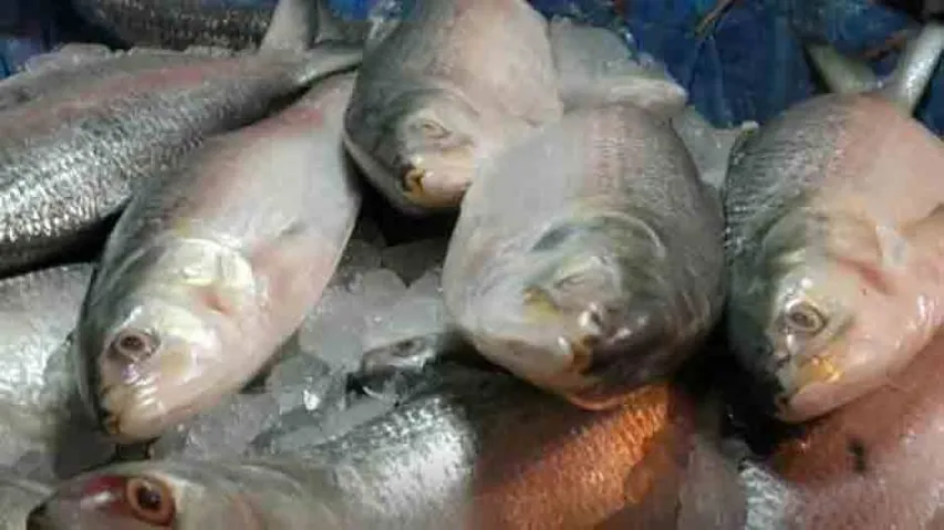 Formalin-in-fish controversy re-erupts in Goa