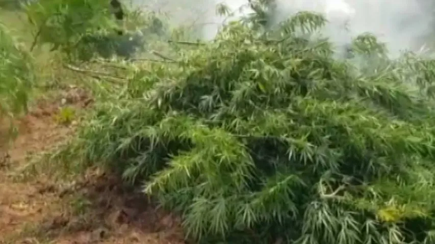 Odisha Plans To Use Drones, Satellite-Based Technologies To Detect Hemp Cultivation