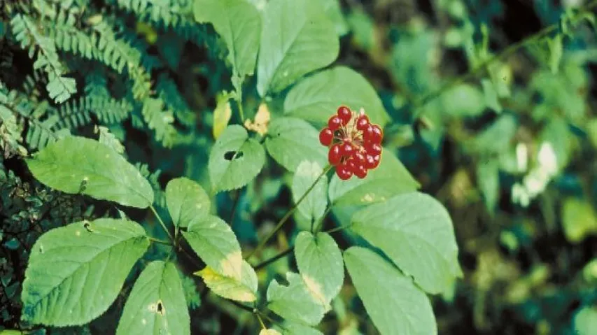 Know side effects before using ginseng supplement